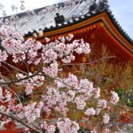 桜と神社写真