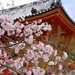 平安神宮の桜