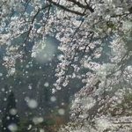 桜雨