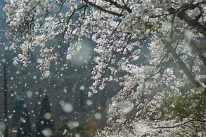 桜雨