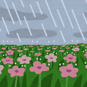 雨が降る花畑