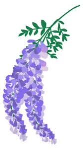 藤の花