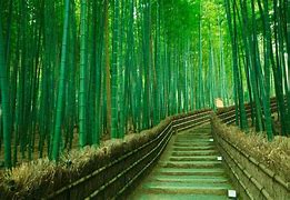 嵐山竹の小径